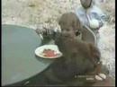 Funny Robberies Animals and Babbies