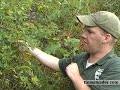 PA Game Commission battles invasive plants - timesleader.com