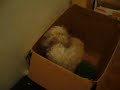 Babsy tries to flee box 1