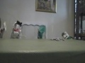 Puppets! Part Two