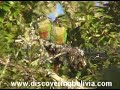 Birds of Interandean Valleys, Bolivia. Blue-crowned Parakeet Birds of Interandean Valleys, Bolivia. Blue-crowned Parakeet