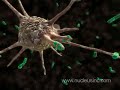 Macrophage Cytokine Release