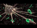 Macrophage Cytokine Release