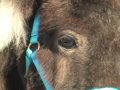 24-Inch Dwarf Miniature Horse 24-Inch Dwarf Miniature Horse