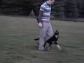 Clicker Training Schutzhund Puppy Clicker Training Schutzhund Puppy