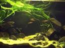 My tank