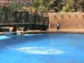 Dolphin performance Ushaka Sea World.wmv