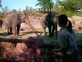 Elephant Training Session