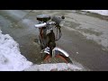Piaggio Ciao by AlExItO
