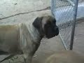 GOLDLEAF MASTIFF - 10/17/06