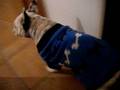 videos de bulldog frances XENA en pijama