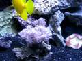 Pulsing xenia