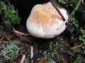 Hedgehog Mushrooms Hedgehog Mushrooms