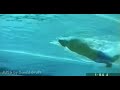 Phelps\
