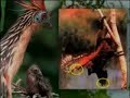 Evrimin Sahte Delilleri serimizin birincisinde, bazı evrimcilerin 100 yılı aşkın bir süredir insanları yanıltmak için ortaya attıkları sahte ve düzmece delillerden, aldatmacalardan bir bölümünü izleyeceksiniz. ... evrim evrimci darwin darwinizm atheizm atheist Allah harun yahya adnan oktar piltdown haeckel nebraska archaopteryx din 