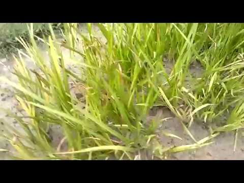 how to transplant amazon sword