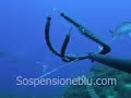 Spearfishing video Seriola