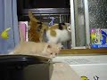 Cat\