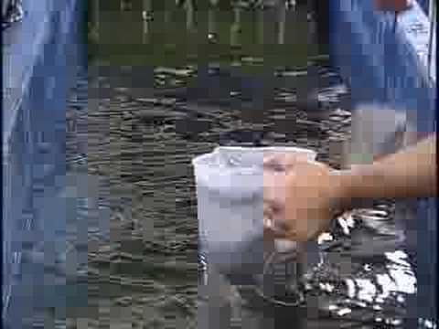 Mansfield University Fisheries Program