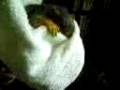 None (Video-0004.mpeg)