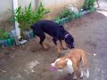 Rinha de pit bull com rotwailer