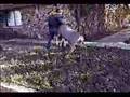 Mule Deer Attacks - Funny