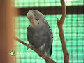 Rearing of budgees - love birds : A feature story