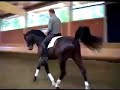 ARS VIVENDI x DER CLOU APPROVED STALLION