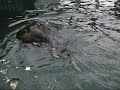 Otter grooms himself Otter grooms himself