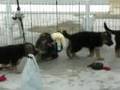 Ingodd's Agassi & Leri Michaela Puppies 6 weeks old