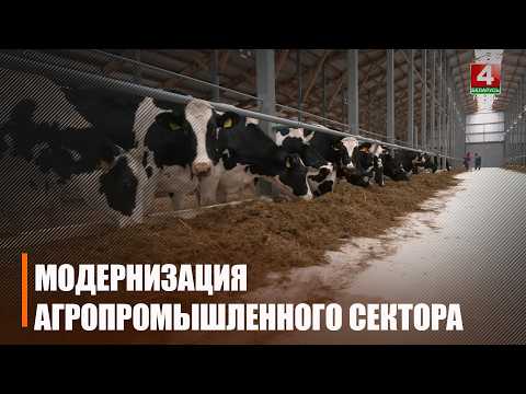 Восемь молочно-товарных комплексов планируется ввести на Гомельщине в 2026 году видео