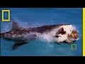 Bull Sharks Hunt