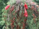 Ro?linne przeobra?enia - wystawa florystyczna - cz. II