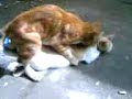 Click here to watch this video kucing bersetubuh