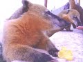 Quati�s comendo salgadinho na Serra do Rio do Rastro