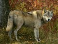 ♥ Wölfe ♥ Little Wolf 8