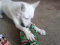 Storm (my alsatian) opening her Xmas present
