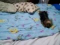 chukie hyper