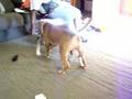 Our pitbulls, Zane & Henessey, playing...