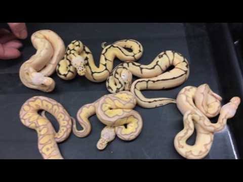 YouTube reptile video