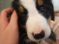nos chien à l'animalerie