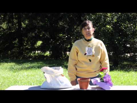 how to transplant indoor plants