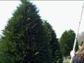 videos de Tree hunt part 9