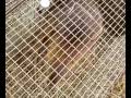 videos de grosse bebete