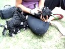 9-4-08 puppy video 5