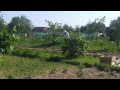 Click here to watch this video Collecting a really big honey bee swarm