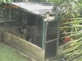 Pavablog - O cachorrinho do McGyver