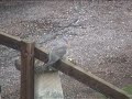 Wood Pigeon (Juvenile)