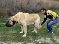 ?ampiyon kangal zile de ?ampiyon kangal zile de