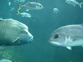 Les dents de l' aquarium